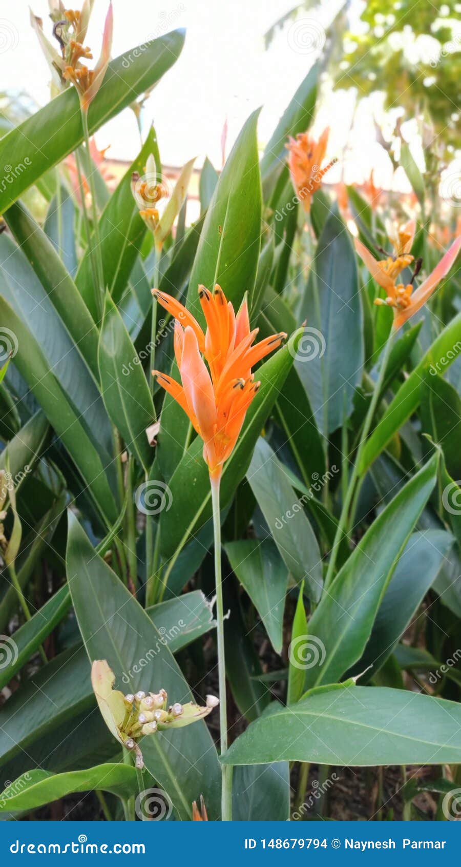 heliconia plants and flowers, singapore